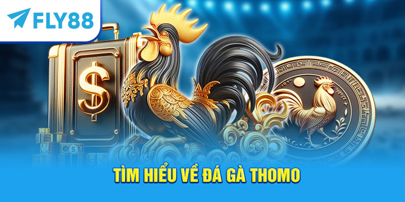 Fly88 – Trang Cá Cược Đá Gà Thomo Trực Tuyến Uy Tín Tốt Nhất 2025 2 Tìm hiểu về đá gà Thomo